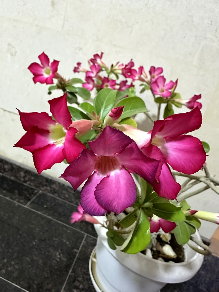 Desert Rose - 8 years old plant63189120281603113