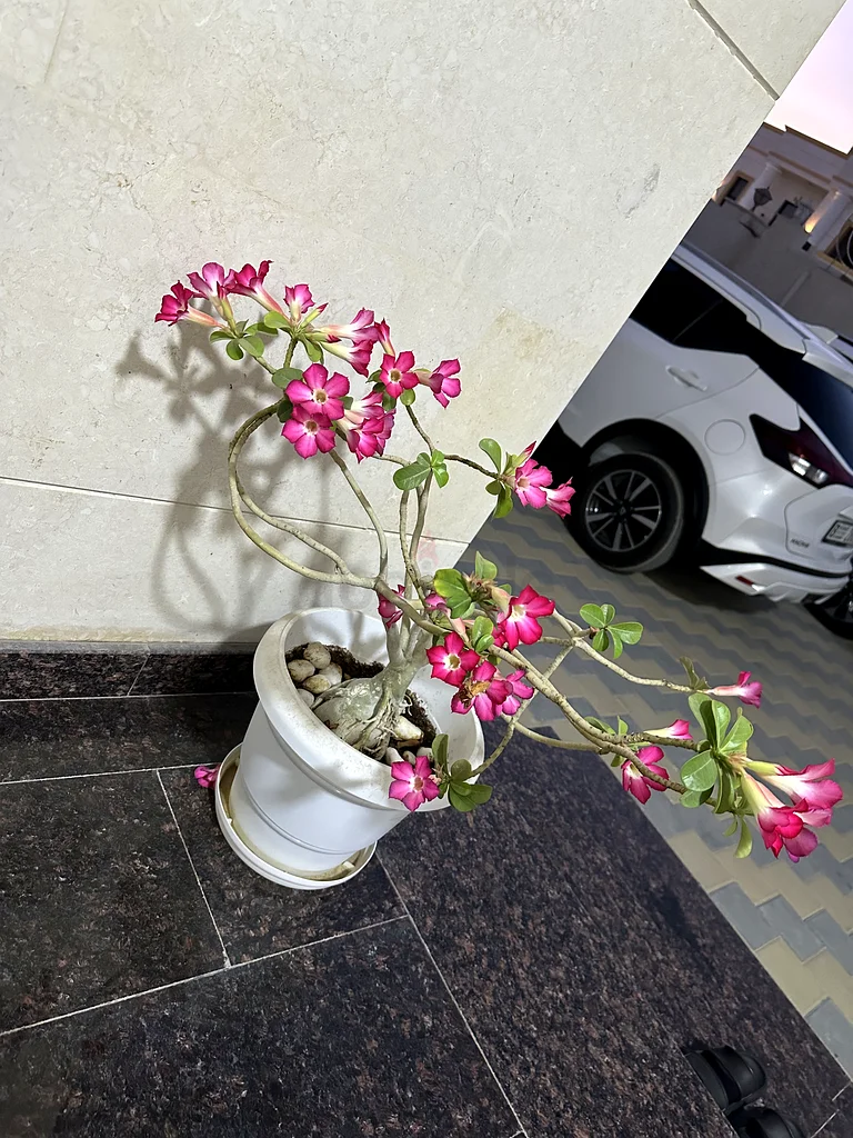 Desert Rose - 8 years old plant63189120281603114