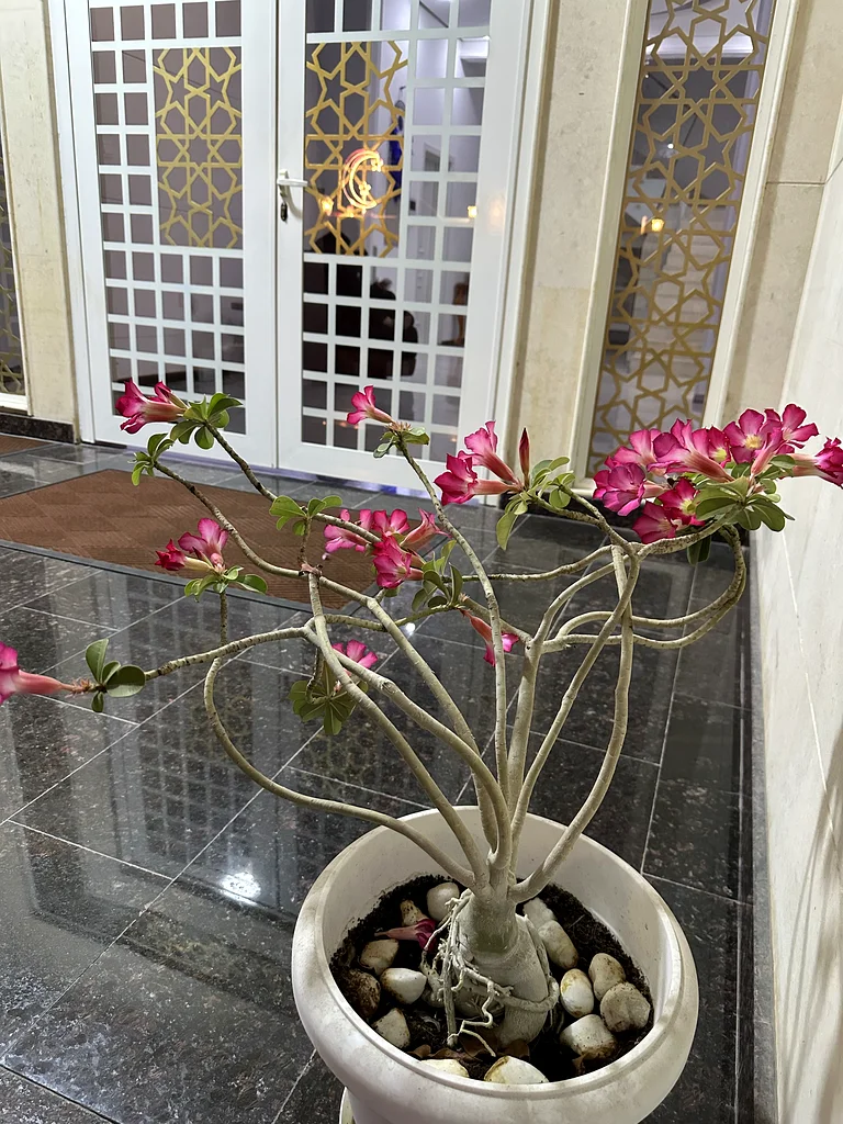 Desert Rose - 8 years old plant63189120281603111