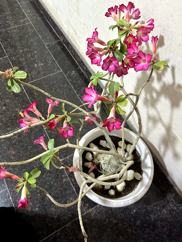 Desert Rose - 8 years old plant63189120281603112