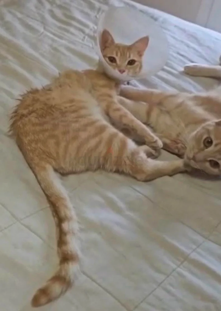 LOST CAT - Reward 500
CAT MISSING - REWARD 50063265093544449111
