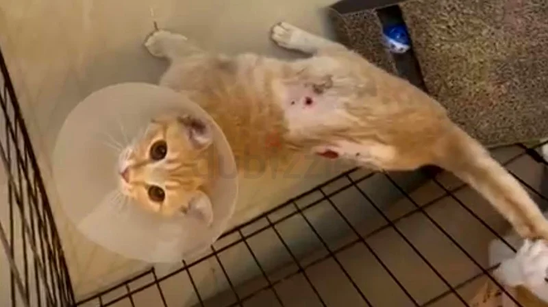 LOST CAT - Reward 500
CAT MISSING - REWARD 50063265093544449112