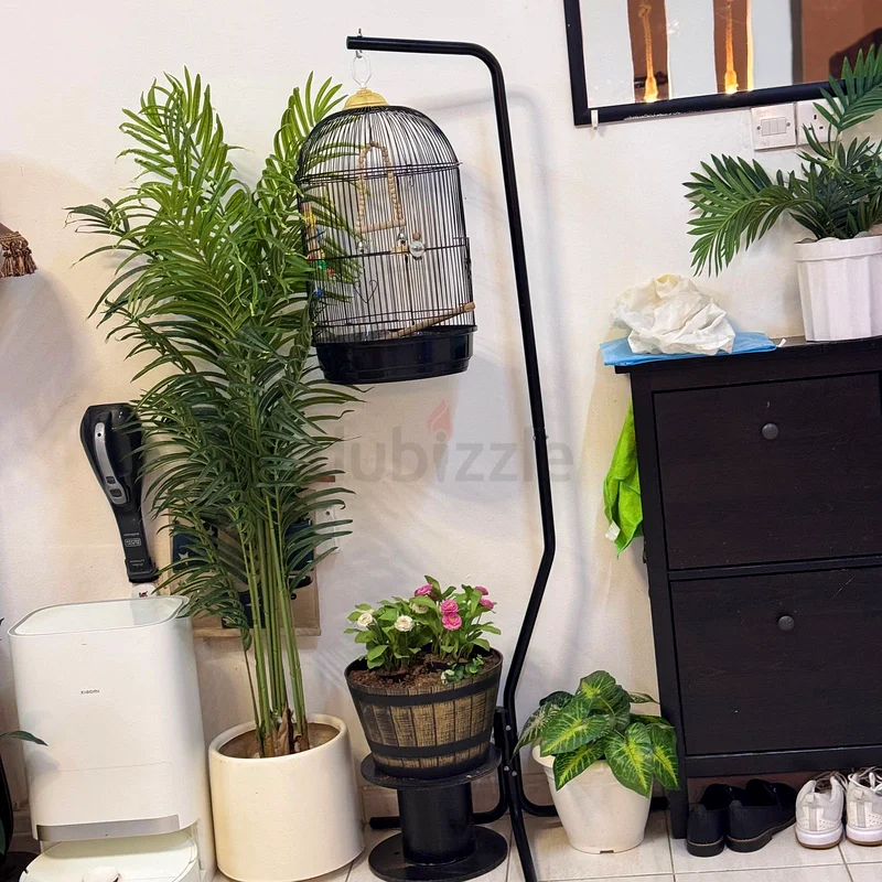 Charming Indoor Plant Collection with Decorative Stand632119103235871113
