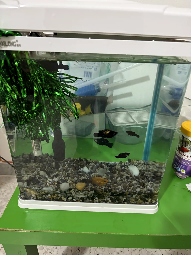 Beautifully Set Up Aquarium for Sale!63232650145666113