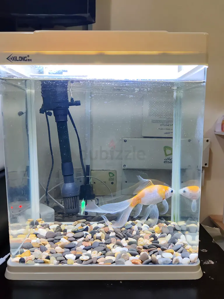 Elegant Fish Aquarium with All Accessories