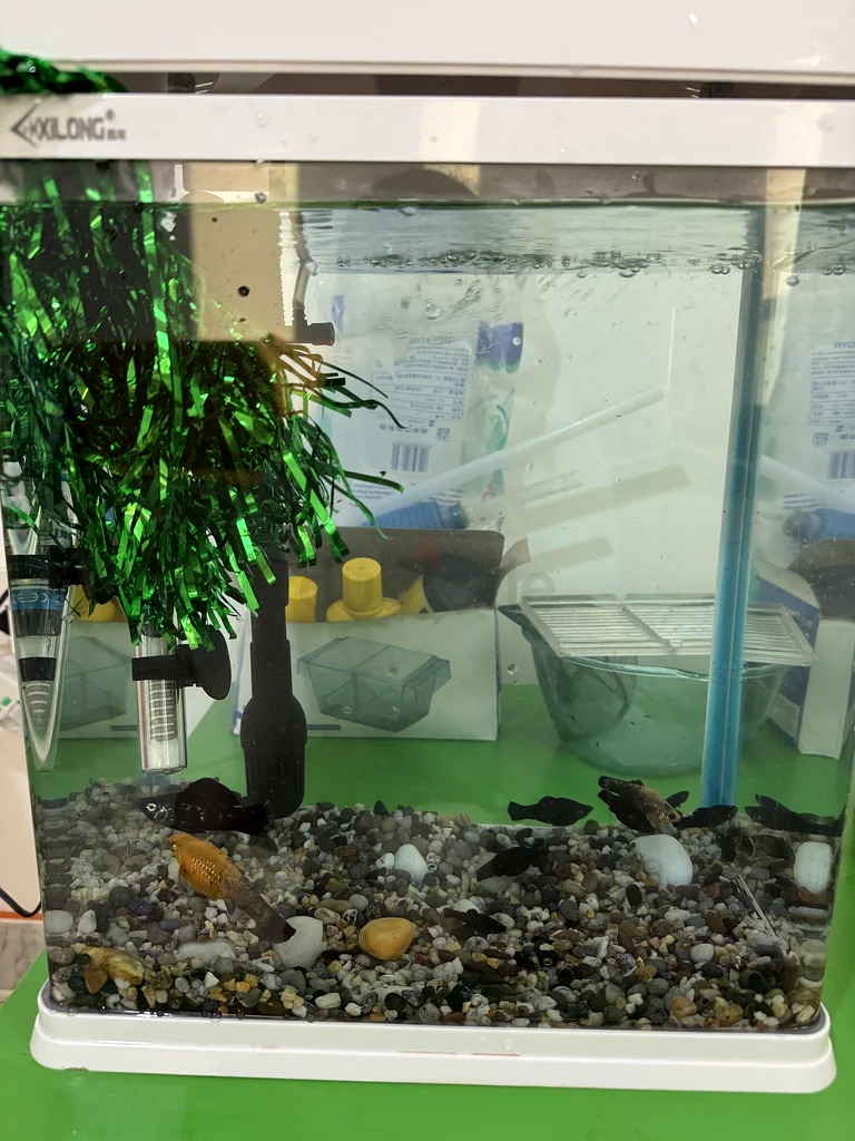 Beautifully Set Up Aquarium for Sale!63232650145666112