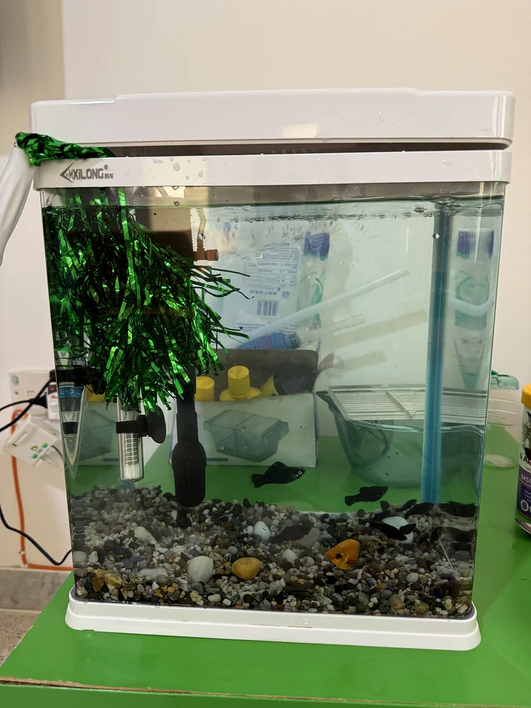 Beautifully Set Up Aquarium for Sale!63232650145666111