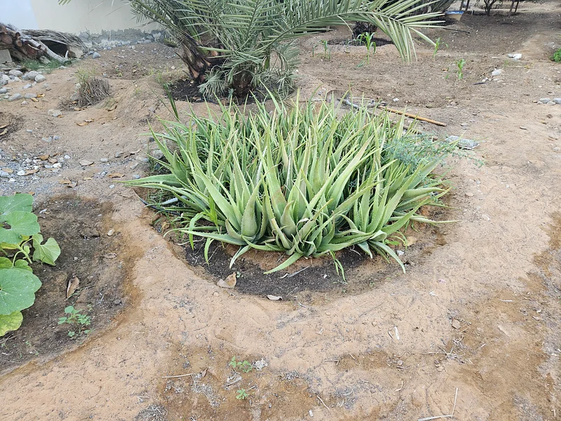 Plant Nursery63258656661889114