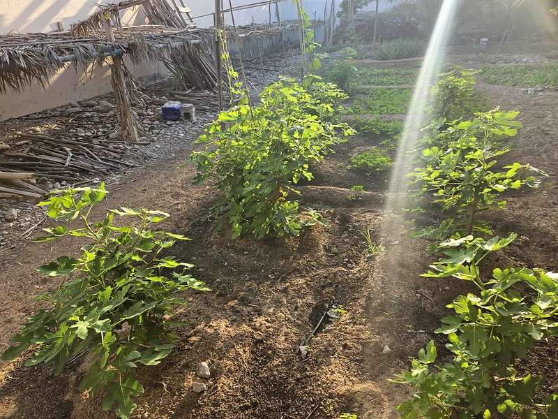 Plant Nursery63258656661889113