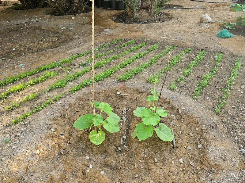 Plant Nursery63258656661889112