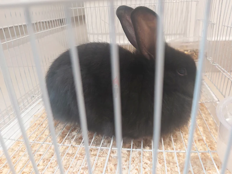 Cute Rabbit Ready for a New Home!63232162717442111