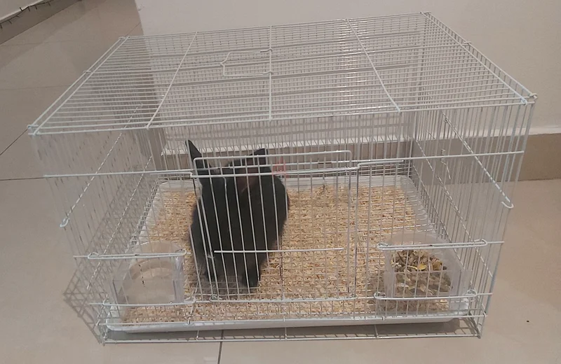 Cute Rabbit Ready for a New Home!632321627174421123
