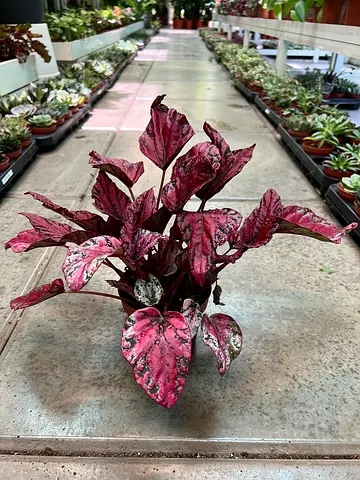 Begonia Indoor plant