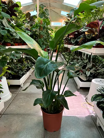 Strelitzia Nicolae from Holland- Stunning Indoor Plant - Perfect for Home Décor