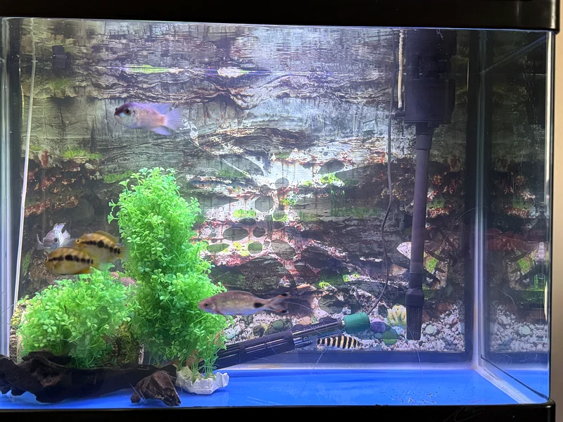 Fish Tank with Fish  Accessories63232650189571114
