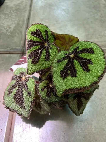 Begonia masoniana - Stunning Indoor Plant with Unique Leaf Pattern