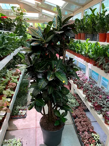 Petra - Exquisite Indoor Potted Plant for Your Home