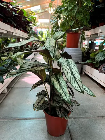 Calathea majestic Whitestar Stunning Striped Indoor Plant - Perfect for Your Home