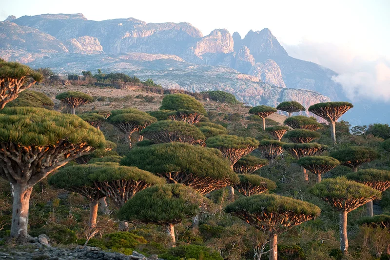 Trip to socotra island (9th-16th May)62865811212033111