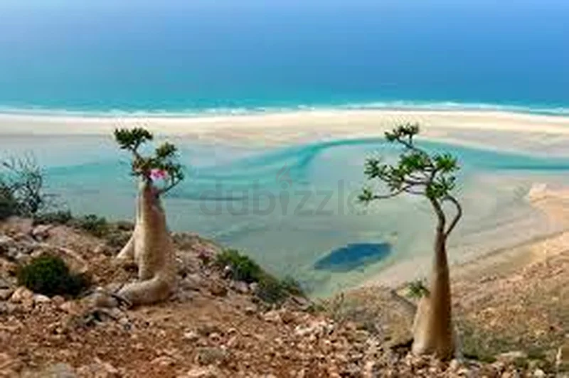 Trip to socotra island (9th-16th May)628658112120331123