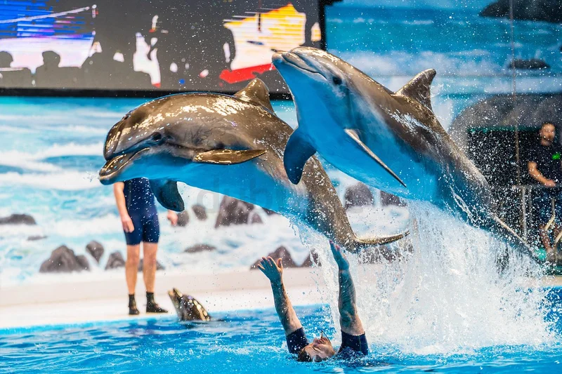Dolphin Show62929656155650116