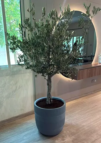 Beautifully Crafted Olive Tree in Stylish Fiber matte greyish-blue Pot