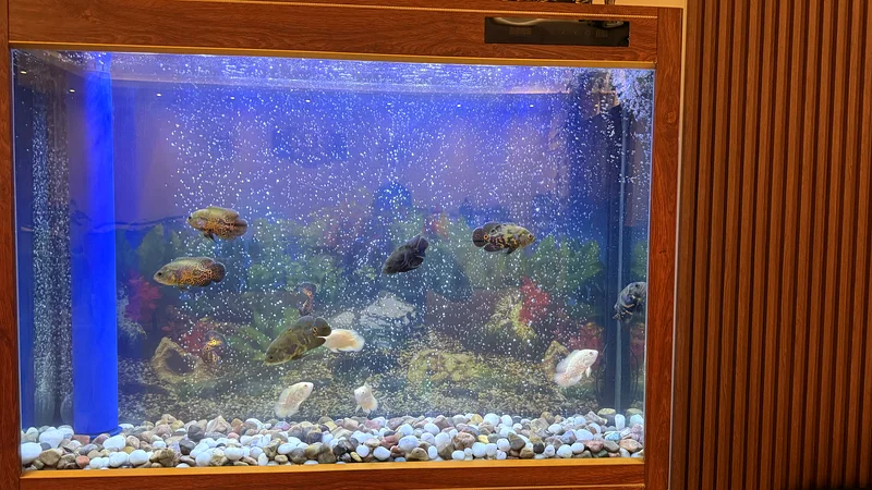 Aquarium with fish632356013016331124