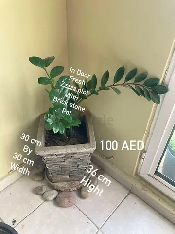Plant