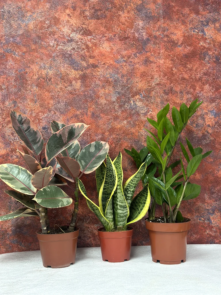 Vibrant Indoor Plant Collection for Your Home63219824515330111