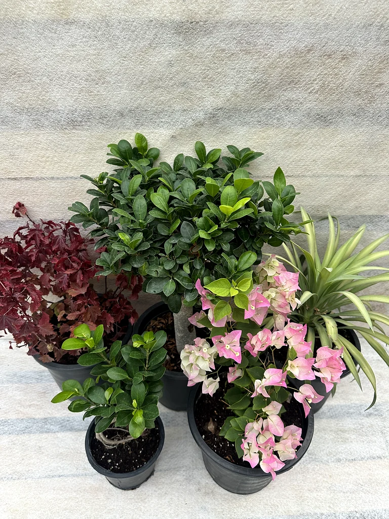 Beautiful Outdoor Plants Collection - Brighten Up Your Home!63219824556673111