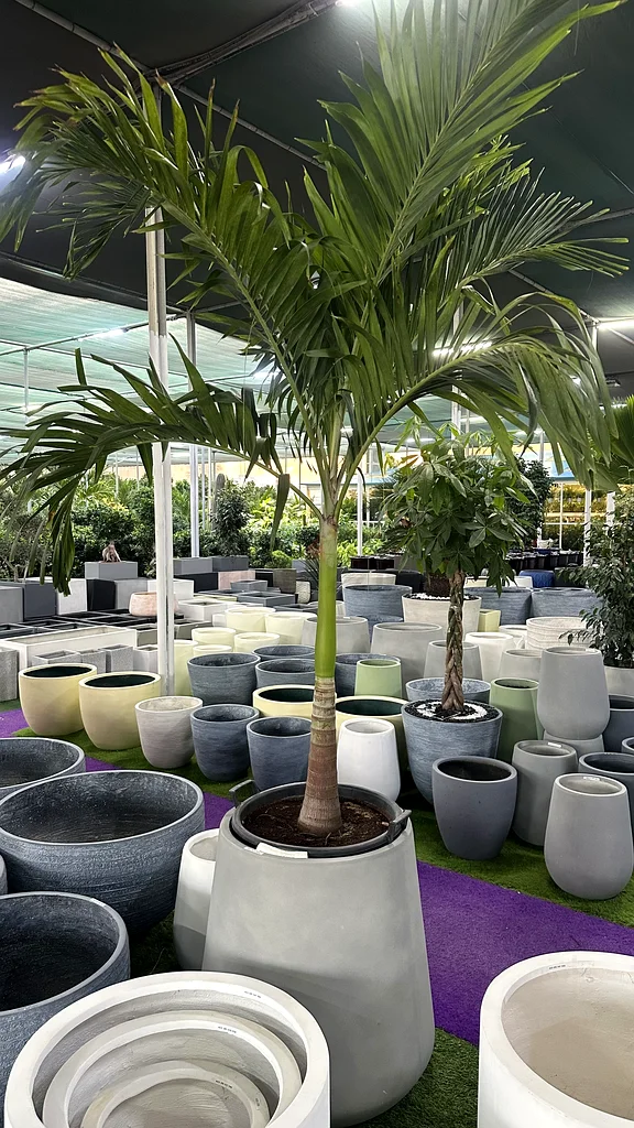 Elegant Veitvhia Palm Tree - Perfect Indoor or Outdoor Décor63219824459523111