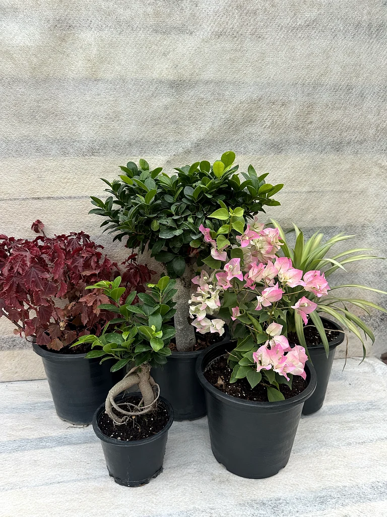 Beautiful Outdoor Plants Collection - Brighten Up Your Home!63219824556673112