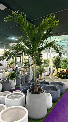 Elegant Veitvhia Palm Tree - Perfect Indoor or Outdoor Décoråç