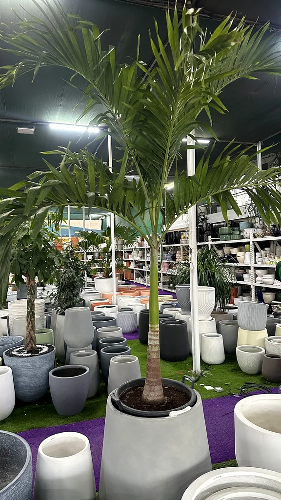 Elegant Veitvhia Palm Tree - Perfect Indoor or Outdoor Décor63219824459523113