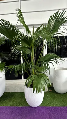Livistona chinensis stylish Fiber Glass Pot