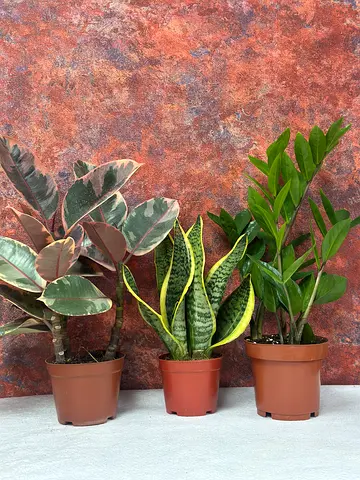 Vibrant Indoor Plant Collection for Your Home
