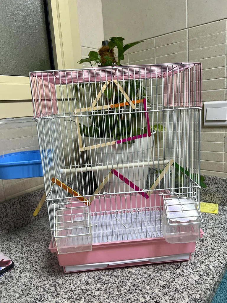 Big cage fir bird63233131815425111