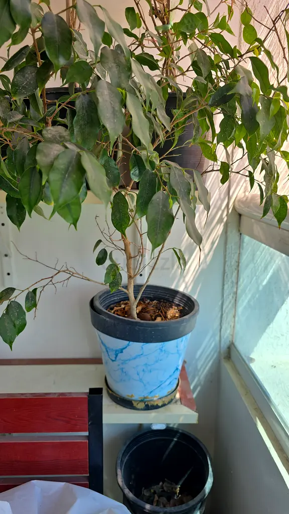 Plants