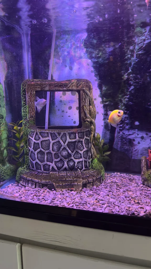 Stylish Aquarium with LED Light, Filter  Decorative62930649228289111