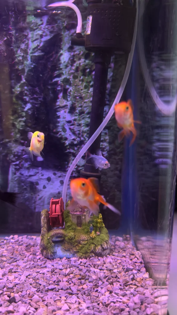Stylish Aquarium with LED Light, Filter  Decorative62930649228289113