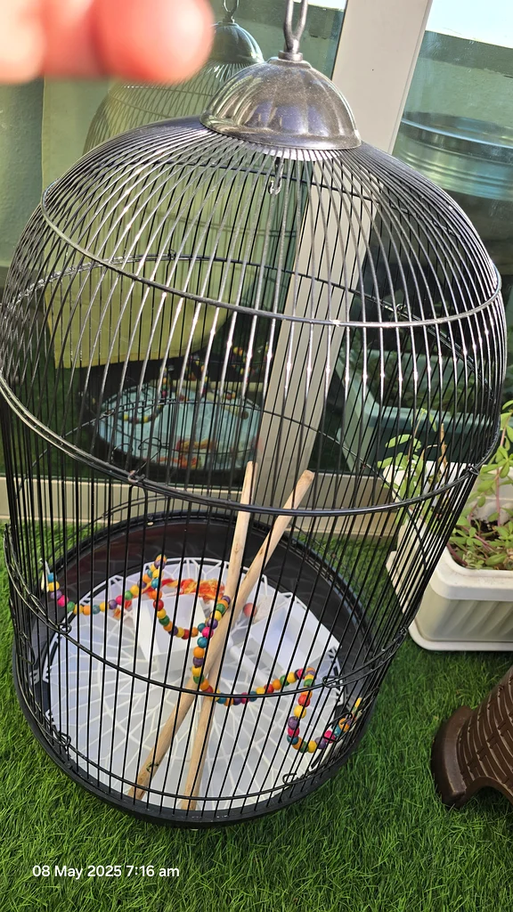 Bird cage63232650477571111