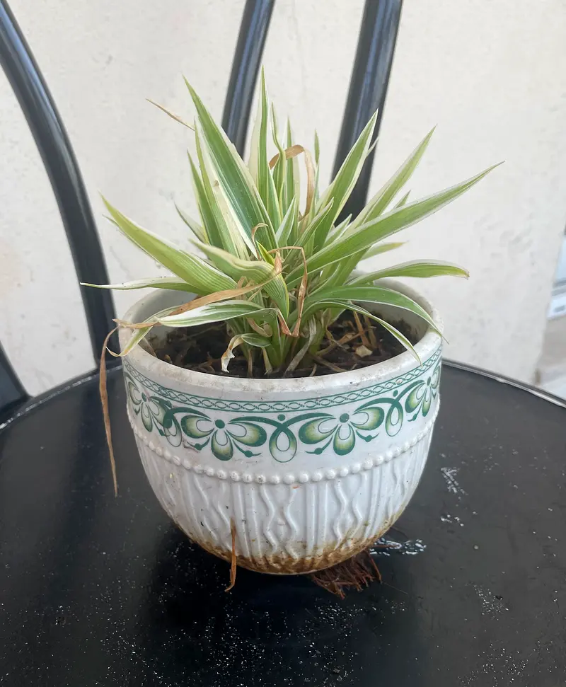 Charming Potted Plant for Your Home