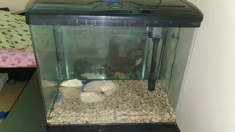 Fish tank632316860257301124