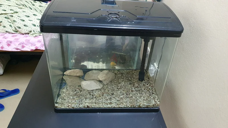 Fish tank63231686025730111