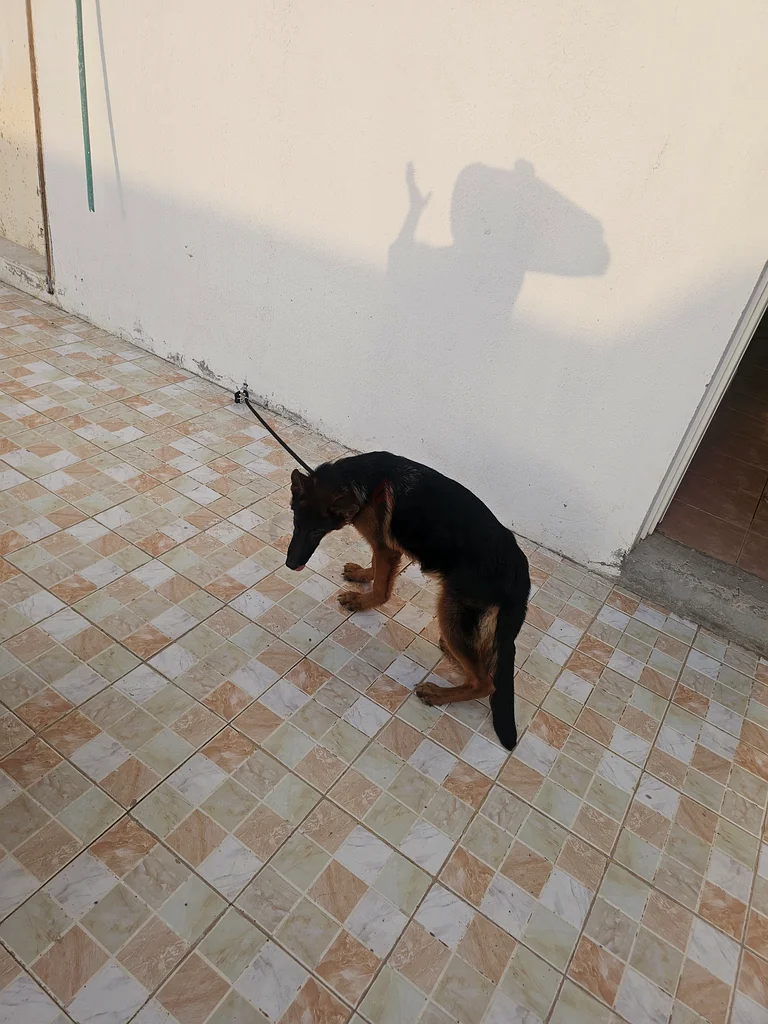 كلب63232163884929114