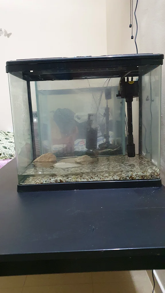 Fish tank63231686025730112