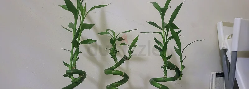 Elegant Curly Bamboo Arrangement in Stylish Vase63216838007939111