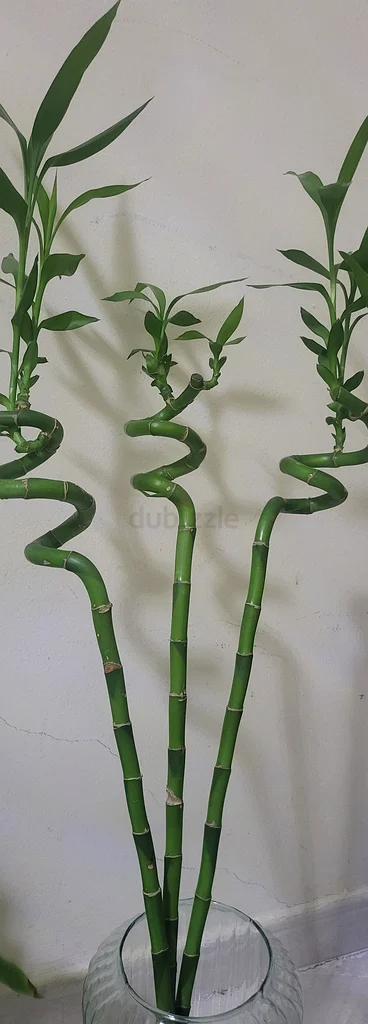 Elegant Curly Bamboo Arrangement in Stylish Vase63216838007939112