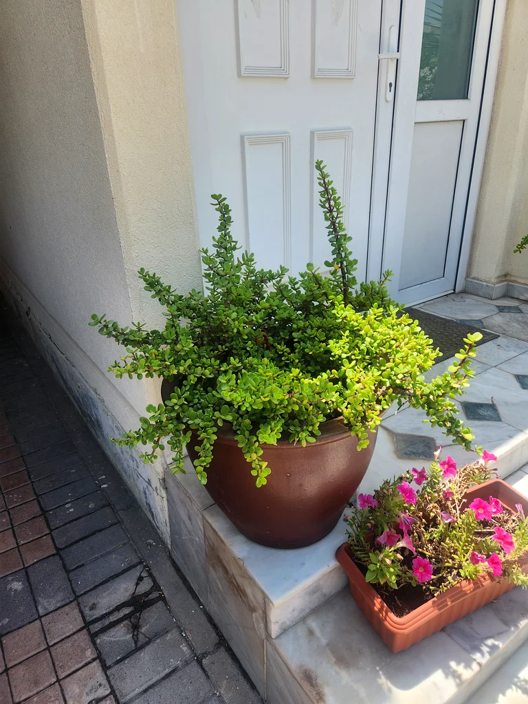 Plants63221349448450111