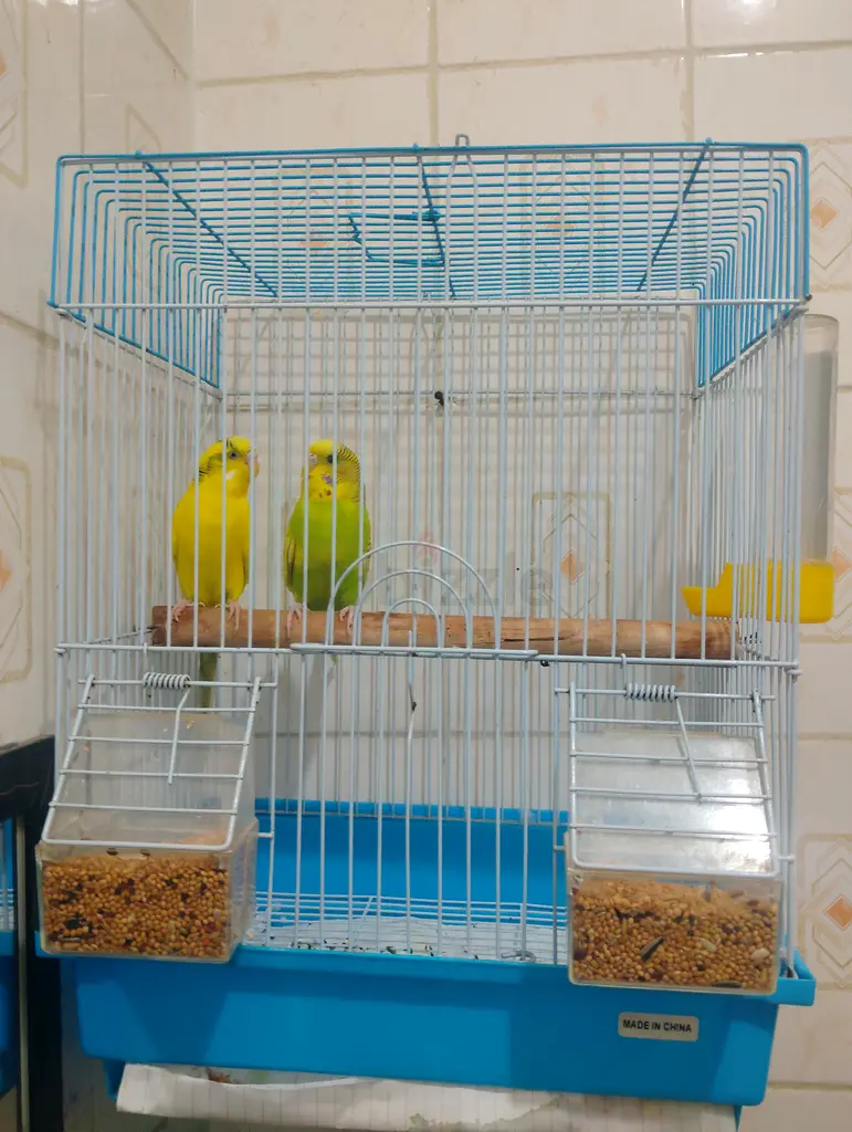 We have all kinds of birds